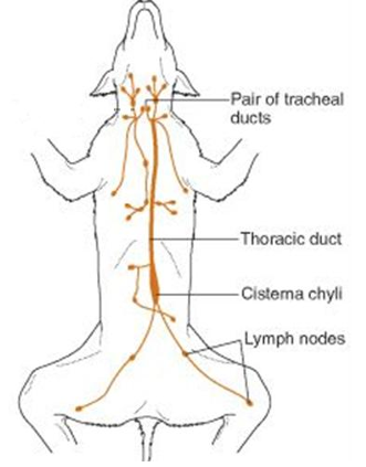 <ul><li><p>thoracic and tracheal duct</p></li></ul><p></p>