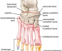<p>tarsals, metatarsals, phalanges</p>