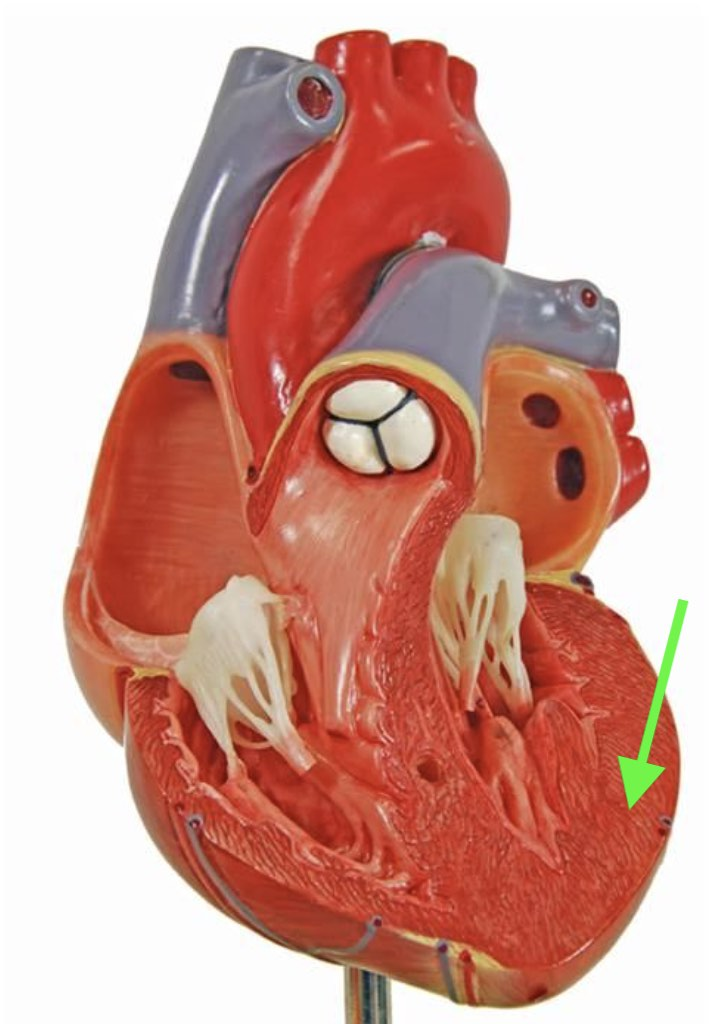 <p><strong>Identify the indicated layer of the heart wall.</strong></p>