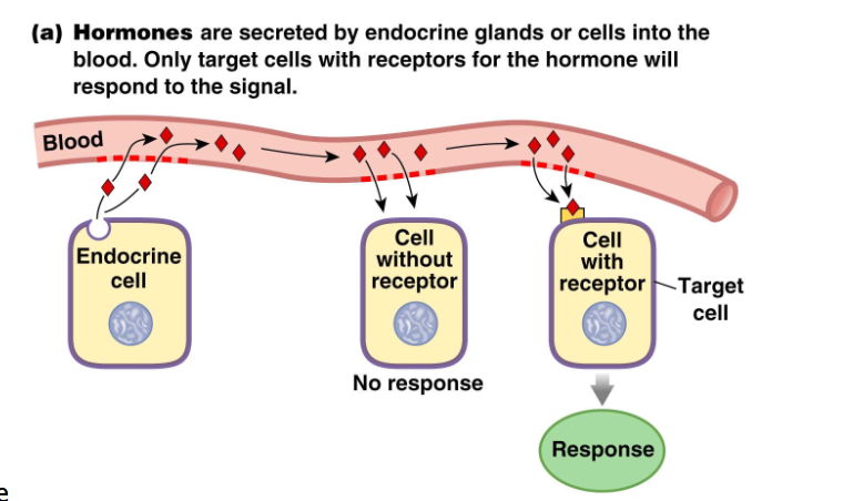 <p>LONG-DISTANCE cell-to-cell communication: Hormones</p>