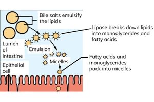 <ul><li><p>they are produced by the liver</p></li><li><p>they also help digest lipids by forming small lipid droplets called micelles</p></li><li><p>the process of forming micelles is called emulsification</p></li><li><p>the many micelles have a larger surface area than a single larger micelle</p></li><li><p>this allows the lipids to be hydrolysed by lipase more quickly</p></li></ul><p></p>