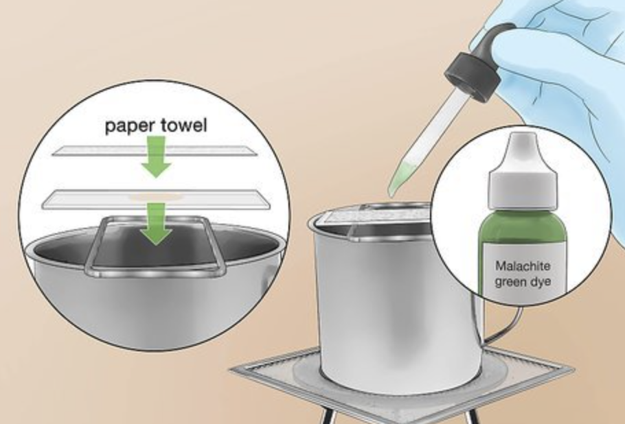 <p>softens the tough spore coat so that the primary stain can penetrates and dye the endospores.</p>