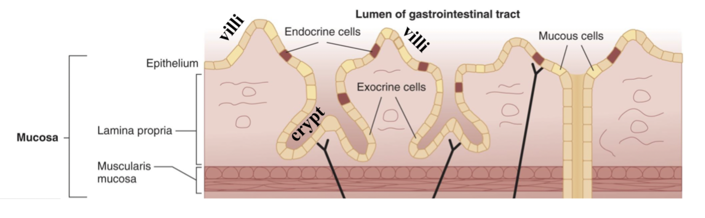 <p>Villi - finger like projections that increase SA of epithelial layer</p><p>Crypts - contain exocrine cells that produce secretions into lumen</p><p>Lamina propria - connective tissue</p><p>Muscularis mucosa - thin layer of smooth muscle that makes flux and agitation </p>