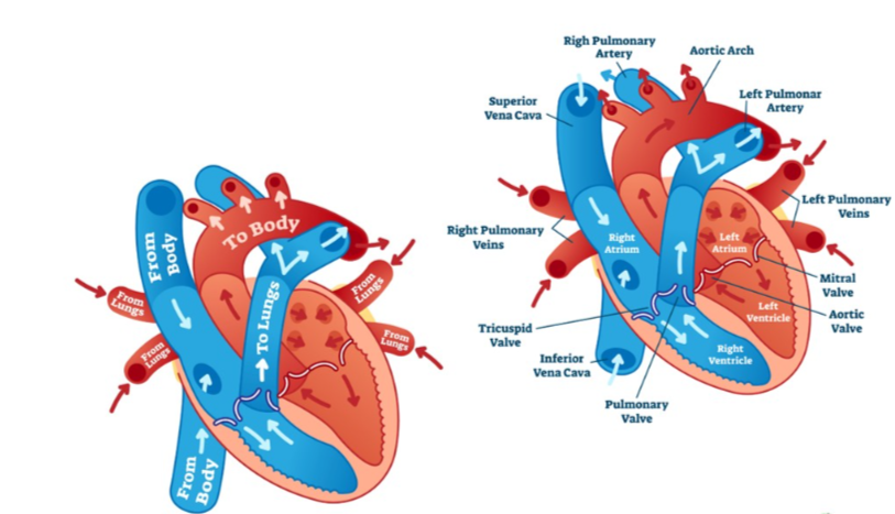 <p>under pressure to the left atrium down to the left ventricle through the mitral valve</p>
