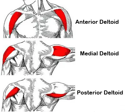 <p>Extends/laterally rotates the GH joint.</p>