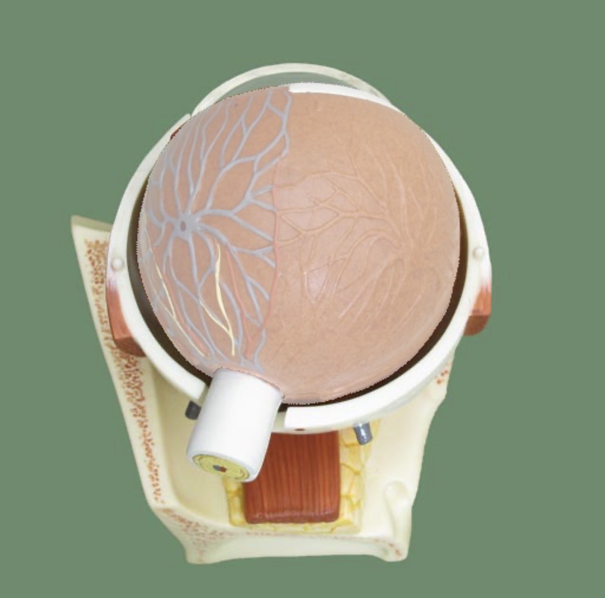 <p>the vascular layer that supplied oxygen and nutrients to the retina</p>