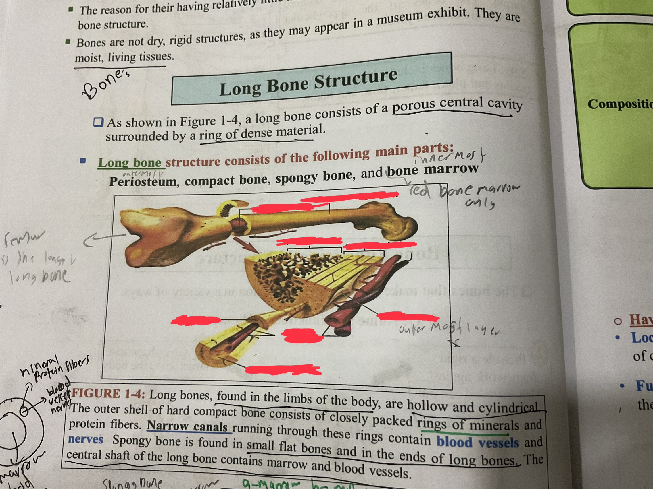<p>Just a side note that is bone marrow not red bone marrow </p>