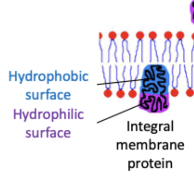 <ul><li><p>hydrophobic domain embedded within hydrophobic core of bilayer, interaction with lipid tails</p></li><li><p>hydrophilic domains exposed to aqueous surroundings</p></li></ul><p></p>