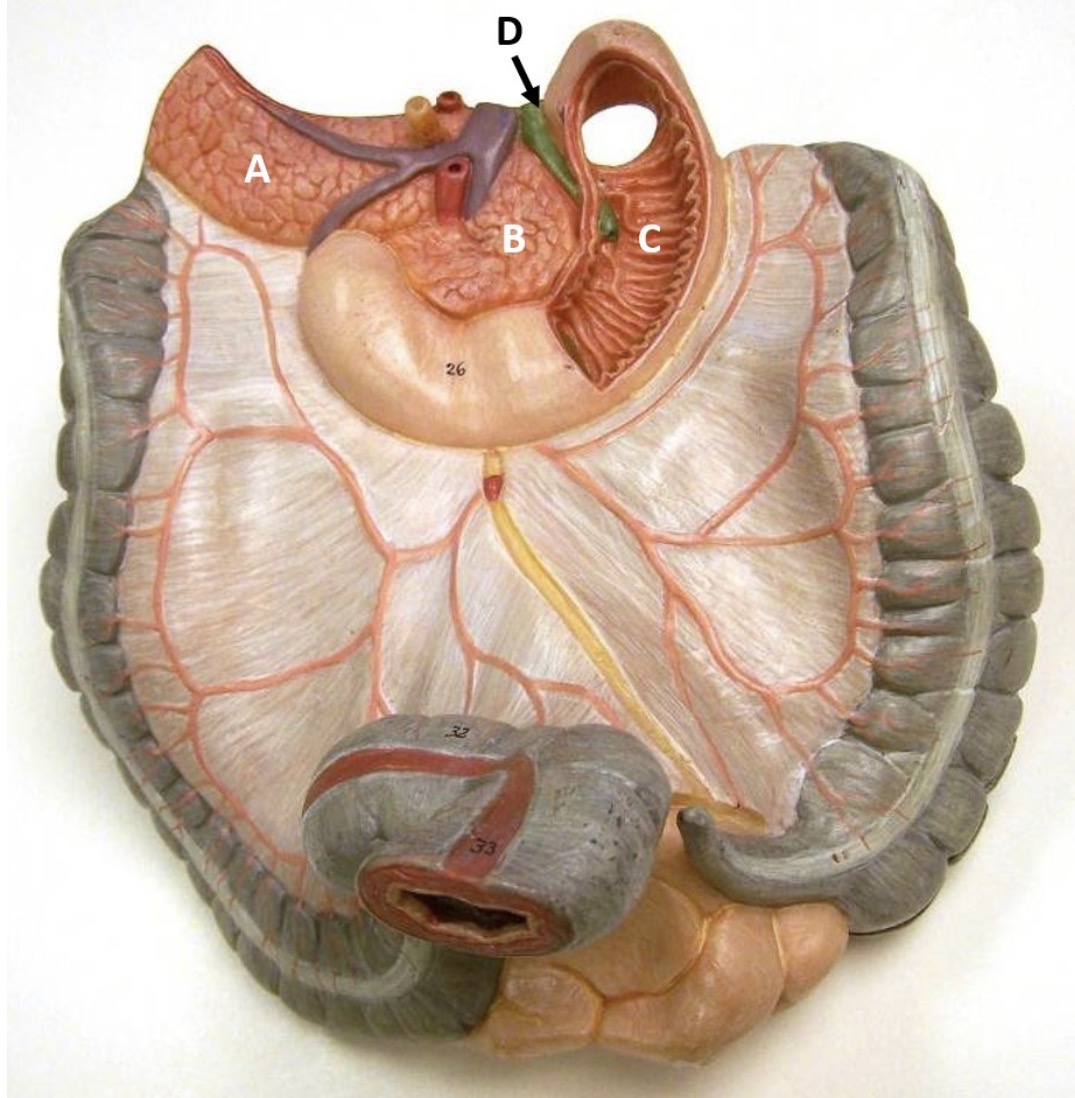 <p>C</p>