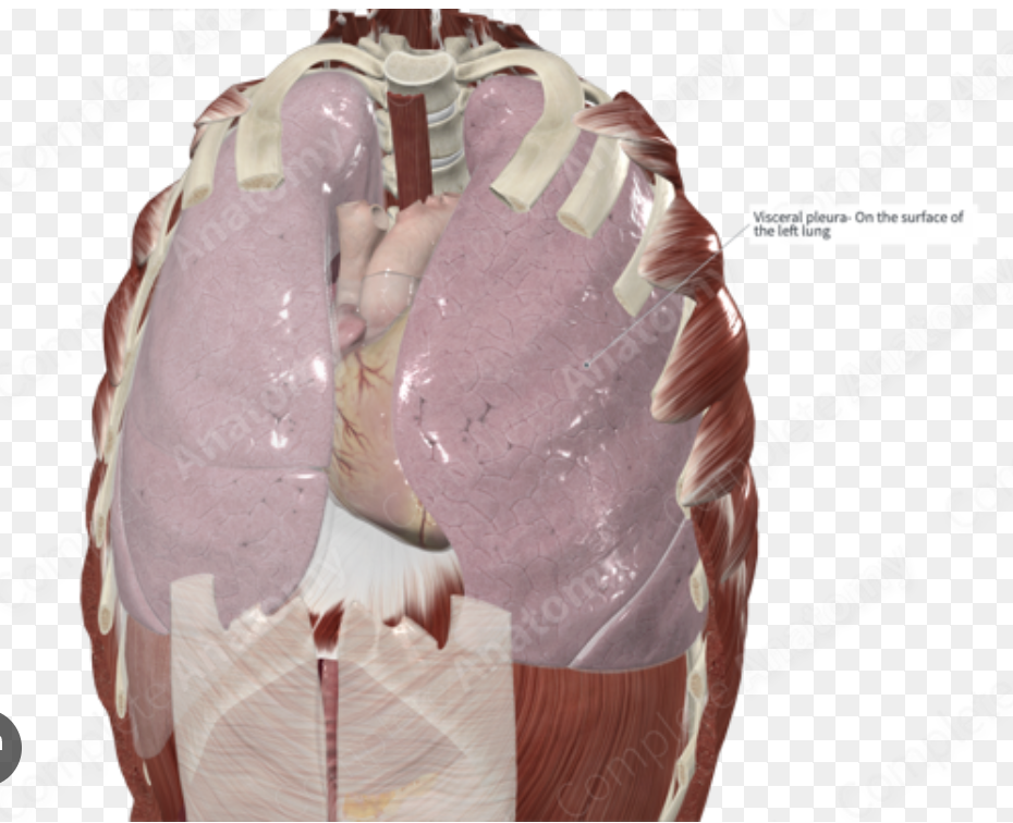 <p>Visceral pleura </p>