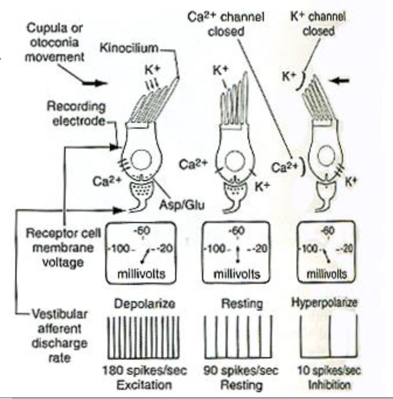 <p>Transduction:</p><ul><li><p>Sterocilli bends <mark data-color="red" style="background-color: red; color: inherit;">towards kinocilium → Depolarization:</mark></p><ul><li><p>Stereocilia contain<strong><em><u> K+ channels that open via tip links</u></em></strong></p><ul><li><p>K+ rushes in from <mark data-color="yellow" style="background-color: yellow; color: inherit;">endolymph</mark></p></li></ul></li></ul></li><li><p>Stereocilia bend <mark data-color="red" style="background-color: red; color: inherit;">away from kinocilium → hyperpolarizes</mark></p></li></ul><p></p>