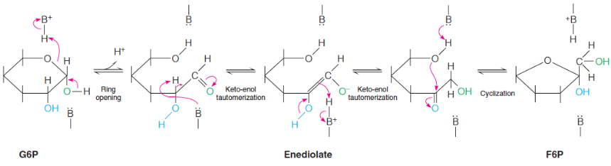 <p>general base in enzyme, activates aldolase cleavage</p><p>makes F6P</p>