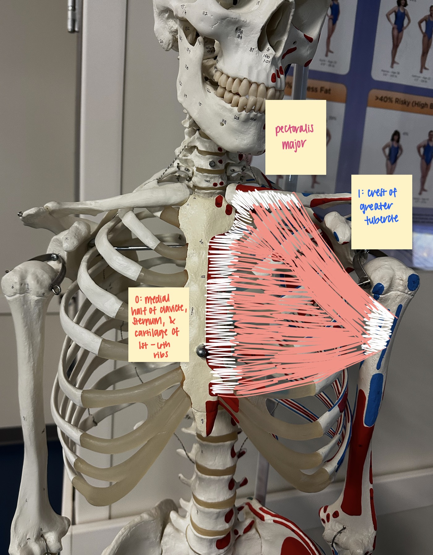 <ul><li><p>O: medial half of clavicle + sternum + cartilage of ribs 1-6</p></li><li><p>I: crest of greater tubercle of humerus</p></li><li><p>A: shoulder IR + shoulder ADDuction </p></li><li><p>N: lateral &amp; medial pectoral nerve</p></li></ul><p></p>
