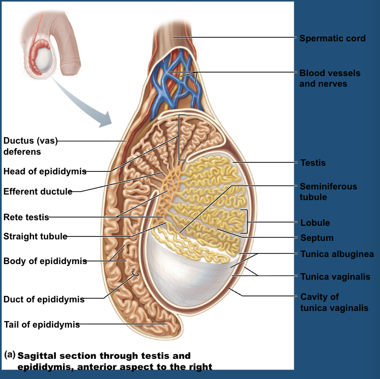 <p>seminiferous tubules </p>