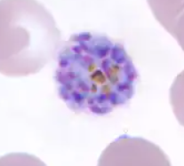 <p>Identify organism &amp; stage of development</p>