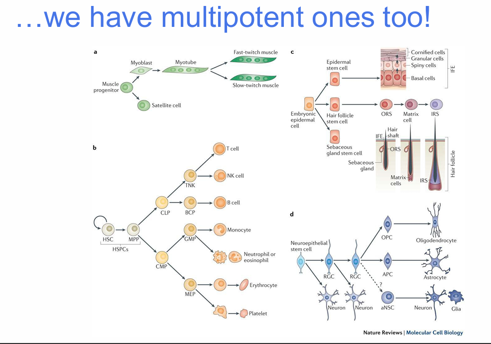 <p>What does it mean that some adult stem cells are multipotent?</p>