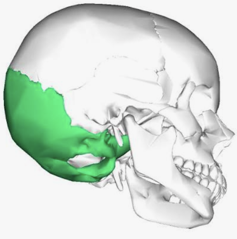 <p>Which bone is this?</p>