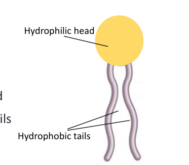<ul><li><p>Hydrophilic “water‑loving” head </p></li><li><p>Hydrophobic “water‑fearing” tails</p></li></ul><p></p>