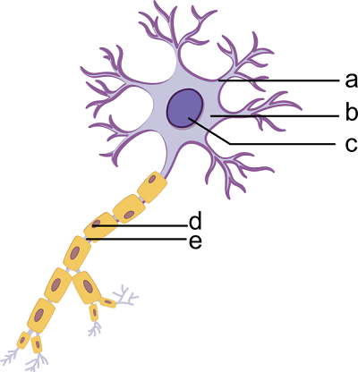 <p>What is the name of structure for D on the neuron?</p>