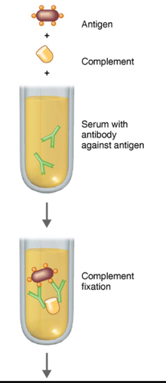 <p>1. An Antigen and inactivated compliment are provided by the lab. These are added to a serum</p><p>sample containing the patient’s antibodies, which are specific to the Antigen. An immune complex will</p><p>form consisting of the Lab provided antigen (Ag) and the patient’s Antibodies (Ab)</p><p>2. As a result of the immune complex formation, the compliments get activated and compliment fixation</p><p>occurs (All available compliment binds to the Stem Region of the Patient’s antibodies of the immune complex. Since all the compliment got used-up, no more compliments will be available to bind to future immune complex formations</p>