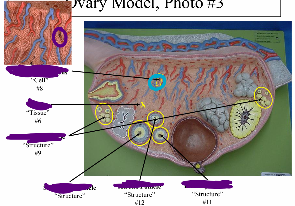 <p>name the cell</p>