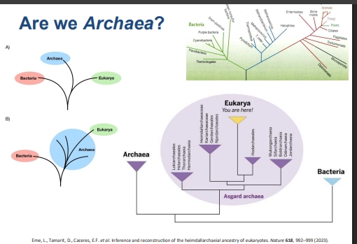 <ul><li><p>tree of life, essentially a two-branch tree (bacteria &amp; archaea)</p></li><li><p>therefore eukaryotes sit in the middle of the archaea branch - we arent a seperate domain of life (still considered such due to this being relatively new info 2023)</p></li><li><p>all comes down to taxonomy and how you choose to interpret this</p></li></ul><p></p>