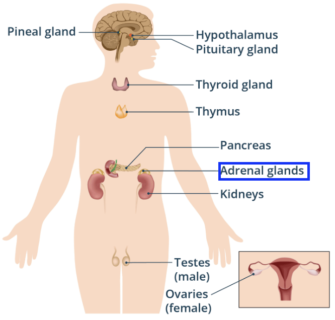 <ul><li><p>They produce adrenaline which prepares the body for the ‘fight or flight’ response.</p></li><li><p>They do this by releasing the hormone adrenaline.</p></li><li><p>They are located on top of each kidney.</p></li></ul><p></p>