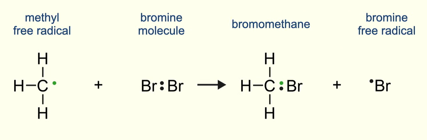 <p>the alkane radical now reacts with the bromine/chlorine molecule producing a bromo/chloroalkane and a chlorine or bromine radical</p><p>propagation steps 1 and 2 form a chain reaction - the radical formed in step 2 can react with the alkane in step 1 - this continues until termination</p>