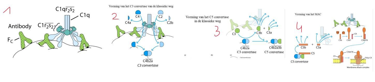<ol><li><p>activatie C1</p><ol><li><p>binding van (minstens) 2 Fc domeinen van antistoffen aan C1q</p></li><li><p>proteasen C1r en C1s activeren elkaar</p></li><li><p>→ hele complex nu geactiveerd protease</p></li></ol></li><li><p>vorming C3 convertase: C1r en C1s splitsen…</p><ol><li><p>C4 → C4a (klein) + C4b (groot)</p></li><li><p>C2 → C2b (<strong>klein</strong>) + C2a (<strong>groot</strong>)</p></li><li><p>→ C4b + C2a combineren tot C3 convertase (C4b2a)</p></li></ol></li><li><p>vorming C5 convertase: C3 convertase splitst…</p><ol><li><p>C3 → C3a (klein) + C3b (groot)</p></li><li><p>→ C3 convertase (C3b2a) + C3b combineren tot C5 convertase (C4b2a3b)</p></li></ol></li><li><p>vorming MAC (Membrane Attack Structure)</p><ol><li><p>C5 convertase splitst: C5 → C5a (klein) + C5b (groot)</p></li><li><p>C5b + C6 + C7 combineren tot C5b67</p></li><li><p>C5b67 + C8 combineren tot C5b678, associeert met bacteriemembraan</p></li><li><p>C5b678 + meerdere cillindervormige C9 combineren tot MAC</p></li><li><p>→ bacterie in lysis</p></li></ol></li></ol><p></p>