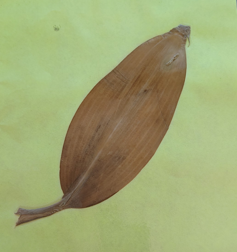 <p>Corn Plant</p><p>Angiosperm </p><p>is it monocot or dicot?</p>