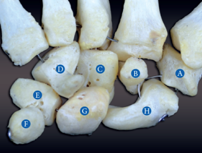<p>C?</p>