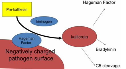 <p><strong>ACTIVACIÓN DEL FACTOR XII (factor de Hageman)</strong></p><ul><li><p>La ruta comienza cuando:</p><ul><li><p>Una bacteria o, </p></li><li><p>Una superficie con carga negativa</p></li></ul></li><li><p>entra en contacto con el factor de Hageman (factor XII), una proteína del sistema de coagulación.</p></li><li><p>Cuando el factor XII se activa —por ejemplo:</p><ul><li><p>al unirse a bacterias</p></li><li><p>o al colágeno expuesto tras una lesión vascular—</p></li></ul></li></ul><ul><li><p>no solo inicia la coagulación intrínseca, sino que también activa la ruta de las quininas.</p></li><li><p>Esto conecta coagulación e inmunidad</p></li></ul><p><strong>QUE OTRA PROTEÍNA INTERVIENE?</strong></p><ul><li><p>El kininógeno</p><ul><li><p>Colabora para activar <strong>kallicreína</strong></p><ul><li><p>→ enzima capaz de provocar inflamación</p></li><li><p>y Atraer células del sistema inmunitario al sitio de infección o lesión</p></li></ul></li></ul></li><li><p>Este mecanismo explica fenómenos cotidianos:</p><ul><li><p>Cuando te tuerces un tobillo, parte de la inflamación proviene no solo del daño físico, sino también de la <strong>activación inmunitaria</strong> a través de esta vía compartida con la coagulación</p></li></ul></li></ul><p></p>