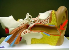 <p>a pathway that takes vibrations to the ear drum</p>