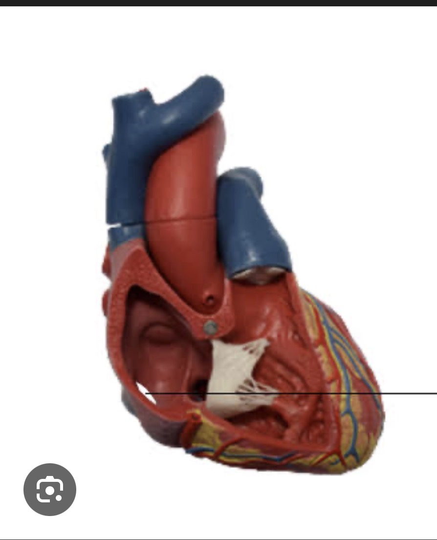 <p><span><span>on a heart model is the large vein entering the right atrium from below. It carries deoxygenated blood from the lower limbs, pelvis, and abdomen into the heart. On models, it’s usually shown at the posterior/inferior right side of the heart.</span></span></p>