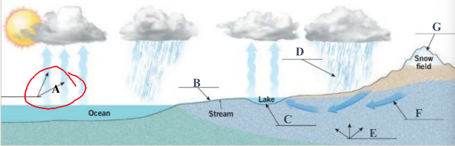 <p>Water that changes from a liquid to a gas and moves from the Earth’s surface back into the atmosphere</p>