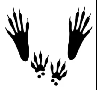 <p>Name this animal track</p>