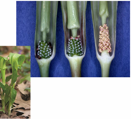 <p>jack-in-the-pulpit </p>