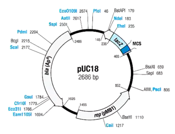 <p>Plasmid Cloning Vector</p>