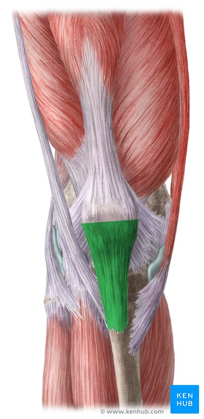 <p>A strong band of connective tissue that connects the patella (kneecap) to the tibia, playing a crucial role in knee stability and movement. </p>