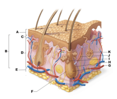 <p>Identify the structure labeled C.</p><p>A. Dermis</p><p>B. Hair follicle</p><p>C. Epidermis</p><p>D. Hair root</p><p>E. Arrector pili muscle</p><p>F. Papillary layer</p><p>G. Hypodermis</p><p>H. Eccrine sweat gland</p><p>I. Reticular layer</p><p>J. Root nerve plexis</p><p>K. Sebaceous (oil) gland</p>