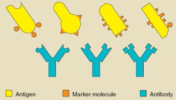 <p><strong>Antigen:</strong></p><ul><li><p>Molecules from an invading entity (like a virus or bacteria) that trigger an immune response</p></li></ul><p><strong>Antibody:</strong></p><ul><li><p>Y-shaped proteins made by B cells that bind specifically to antigens to mark them for destruction</p></li></ul><p></p><p><strong>Antibodies bind to antigens very specifically and target invaders for destruction</strong></p><p></p>