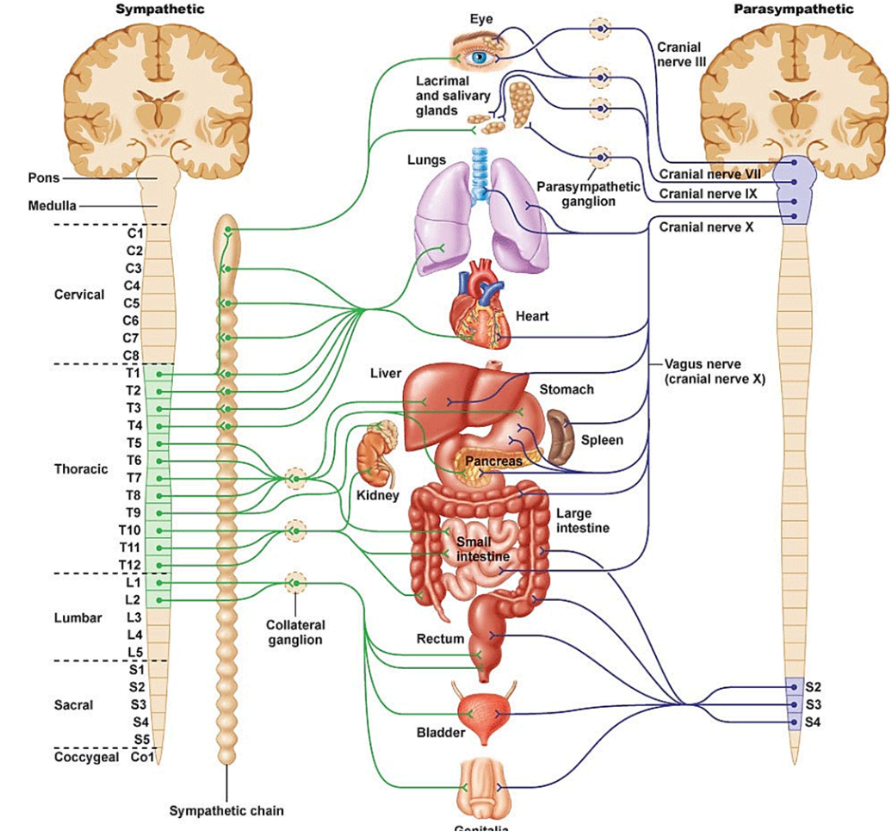 <p>Division of the autonomic nervous system. The fight or flight section. It’s ganglia are close to the CNS and far from effectors (effector = thing effected it seems). It’s nerves are in the thoracic and lumbar regions. </p>