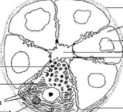 <p>identify features of structure </p>