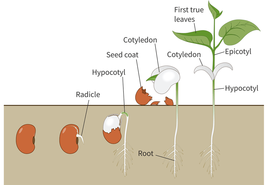 <p><span>Germination and the post-germination changes</span></p>