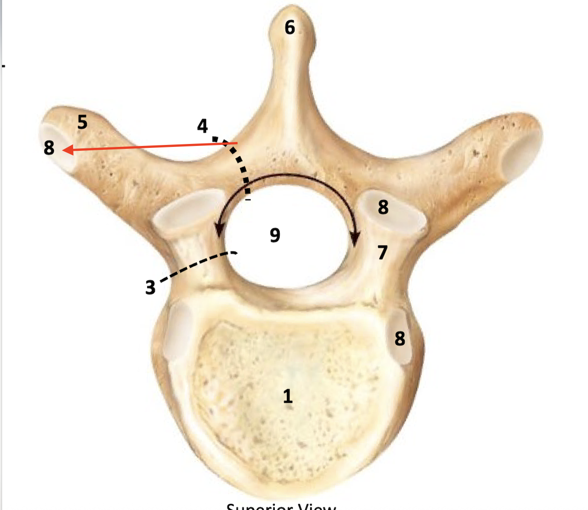 <p>surfaces for articulation</p>