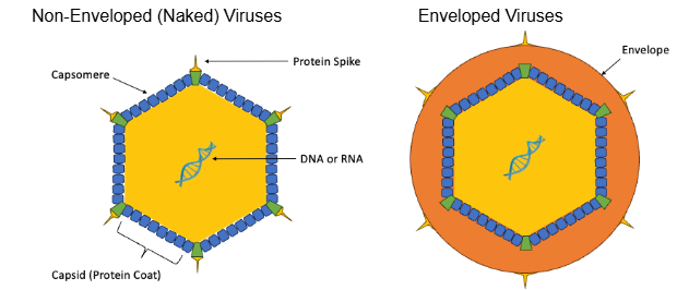 <p>General Viral Structure</p>