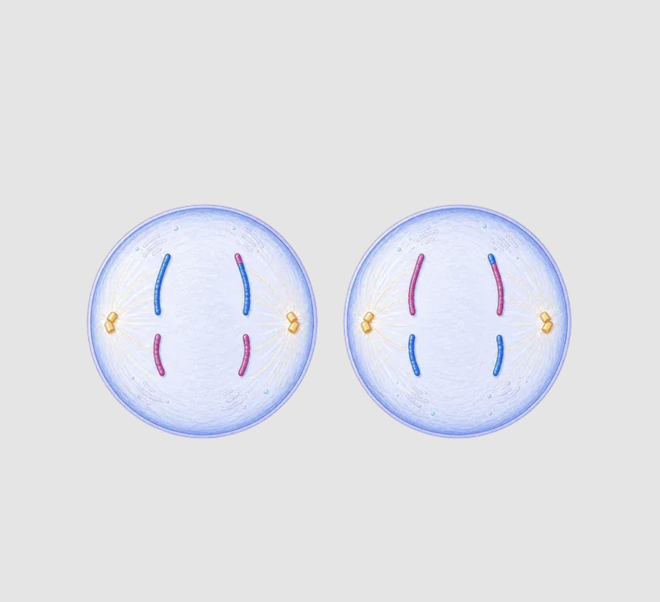 <p>sister chromatids separate and move toward opposite poles in each cell</p>