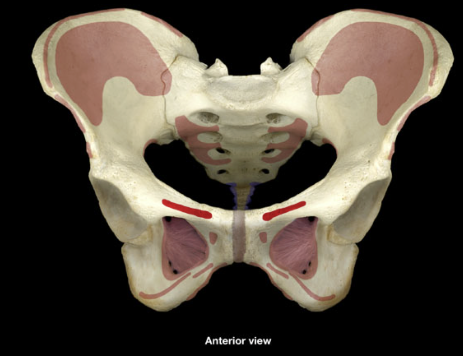 <p>body of pubis</p><p>superior ramus of pubis</p>