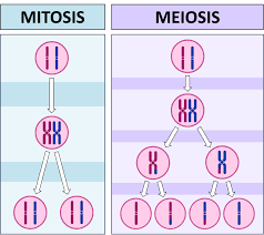 <p>Meiosis vs Mitosis (key differences)?</p>