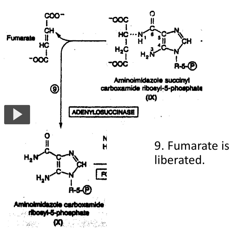 <ol start="9"><li><p><strong>Aminoimidazole succinyl carboxamide ribosyl-5-phosphate (IX) → Aminoimidazole carboxamide ribosyl-5-phosphate (X)</strong><br><strong>ADENYLOSUCCINASE</strong></p></li></ol><p><strong>Fumarate is liberated.</strong></p><p>The molecule fumarate will exit, leaving behind the nitrogen. The nitrogen is brought in by aspartate, and then it’s cleaved and the nitrogen stays behind and fumarate leaves. </p>